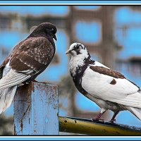 Голубки :: Владимир Кроливец