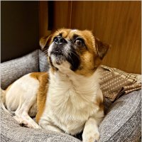 Яшик. :: Валерия Комова