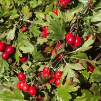 Боярышник :: Freddy 97