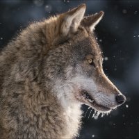 Падал снег .. :: Влад Соколовский