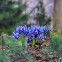 Весне навстречу! :: Наталья Rosenwasser