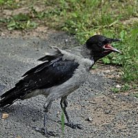 Вороненок :: евгений