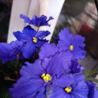 Фиалки :: Татьяна Пальчикова