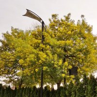 Цветение мимозы :: Nataly St.