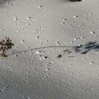 Весна уже близко. :: Pippa 