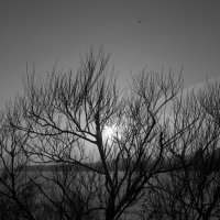 *** :: Елена Агеева