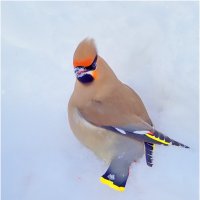 "А я сегодня Масленицу провожал..." :: Валентин Котляров