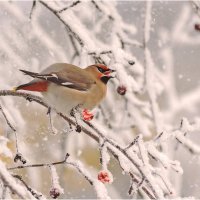 Морозное утро :: Валентин Котляров