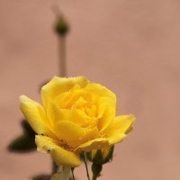 После дождя :: Светлана 