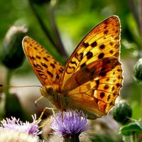 опять про бабочек...484 :: Александр Прокудин