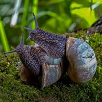 Виноградная улитка :: Aleksey Afonin