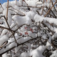 Зима :: Андрей Хлопонин