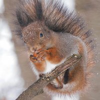 Белка :: Лина 