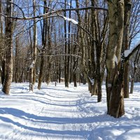 Городской парк в конце зимы. :: Милешкин Владимир Алексеевич Городской парк в конце зимы. :: Милешкин Владимир Алексеевич