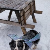 Голубая Миля в роли комарика. :: Ольга 