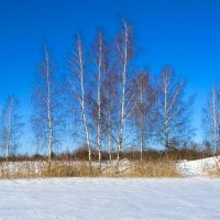 Берёзы ждут весны. :: Милешкин Владимир Алексеевич 