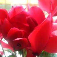 ЗАЩИТНИКАМ ОТЕЧЕСТВА! СЧАСТЬЯ, МИРА, ДОБРА! :: Елена Семигина ЗАЩИТНИКАМ ОТЕЧЕСТВА! СЧАСТЬЯ, МИРА, ДОБРА! :: Елена Семигина