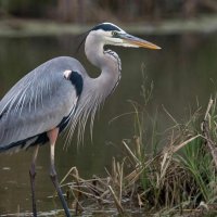 Птицы :: СЕРГЕЙ ФИЛОЧКИН