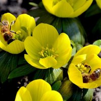 скоро весна! :: Aleksandr .