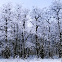 Морозное дыхание зимы :: Рита Симонова