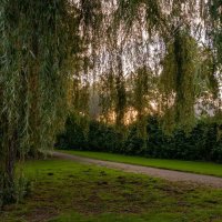 Занавеска из ивы... :: Николай Гирш