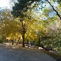 Осень  золотая :: Валентин Семчишин