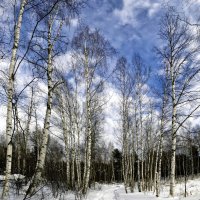 Березки :: Oleg S