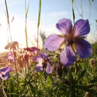 Луговые цветы :: Prizrak 777