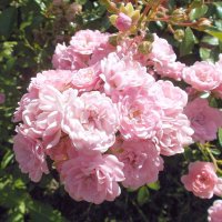 Розовые розы... :: VasiLina * Розовые розы... :: VasiLina *