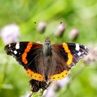 опять про бабочек...488 :: Александр Прокудин