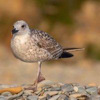 На морском берегу. Чайки. :: Владимир Лазарев