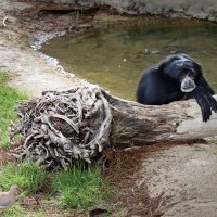 Как же вы все мне надоели, ходите, смотрите... :: Галина Ильясова