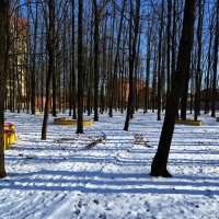 Ростов-на-Дону. Сквер Тубдиспансера зимой. :: Пётр Чернега