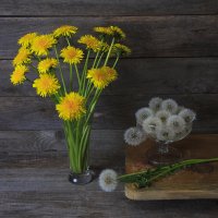 Одуванчики :: Владимир Гришин