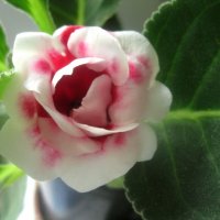 Глоксиния :: Елена Семигина