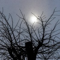 Фотка в крапинку. :: Анатолий. Chesnavik. Фотка в крапинку. :: Анатолий. Chesnavik.