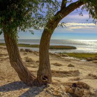 Мержаново :: Оксана Новик 