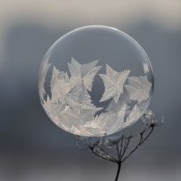 Шарик :: Андрей Пристяжнюк