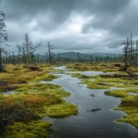 Болото в тайге :: Aleksey Afonin