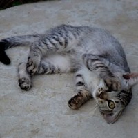 Кто? ...кто?..." ну не ел я...сметанки... :: Надежда Куркина 