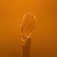 *** :: Евгений Фруман