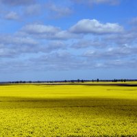 Цветёт рапс. :: Константин Белоногов
