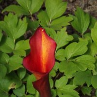 Калла :: Freddy 97