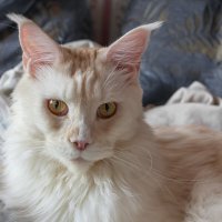 Эльза. :: Борис Калитенко