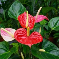 ЦВЕТЫ :: МАРИЯ ПОПОВА