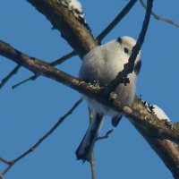 ополовник :: gawrilа - dan