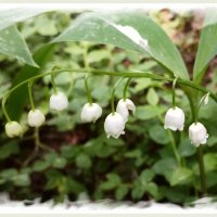 Ландыш :: Лия ☼