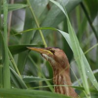 Портрет малой выпи :: Георгий Бондаренко Портрет малой выпи :: Георгий Бондаренко
