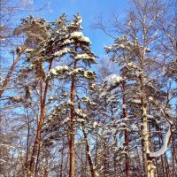 Подмосковье :: Тамара Вебер