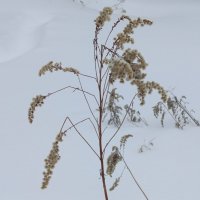 Зимние цветы :: Андрей Лукьянов